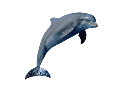 Dolphin Transparent PNG
