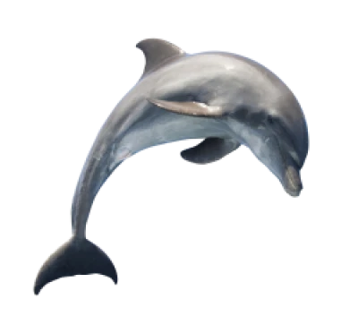 Dolphin Transparent PNG