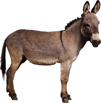 Donkey Transparent PNG