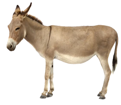 Donkey Transparent PNG