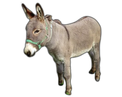 Donkey Transparent PNG