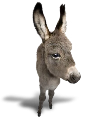 Donkey Transparent PNG