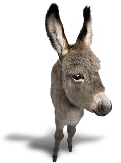 Donkey Transparent PNG