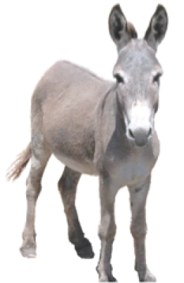 Donkey Transparent PNG