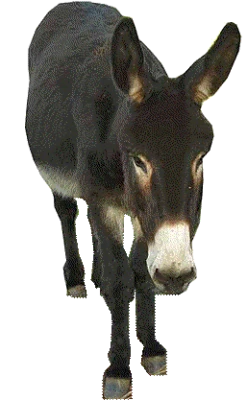 Donkey Transparent PNG