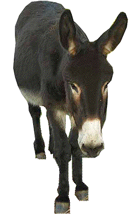 Donkey Transparent PNG