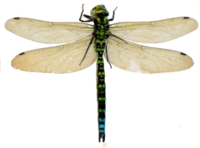 Colorful Dragonfly PNG