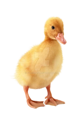 Duck PNG
