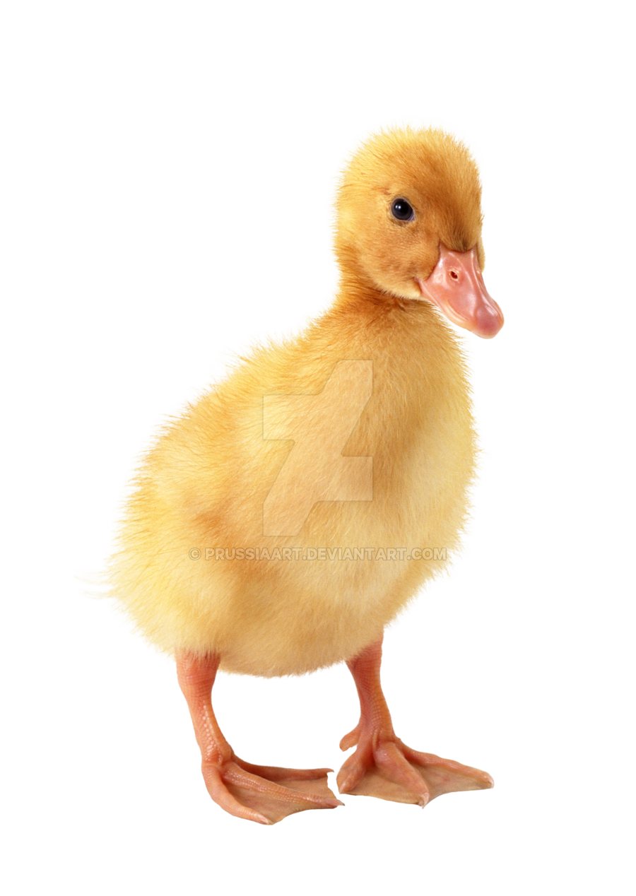 Duck PNG