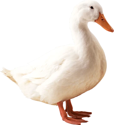 Duck PNG