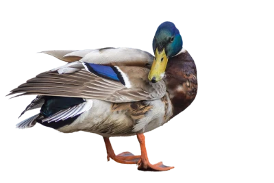Duck PNG