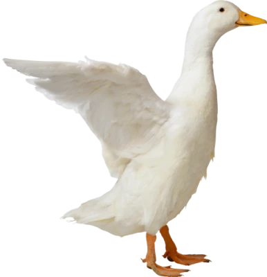 Wild Duck PNG