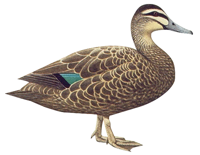 Wild Duck PNG