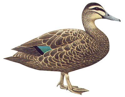 Wild Duck PNG