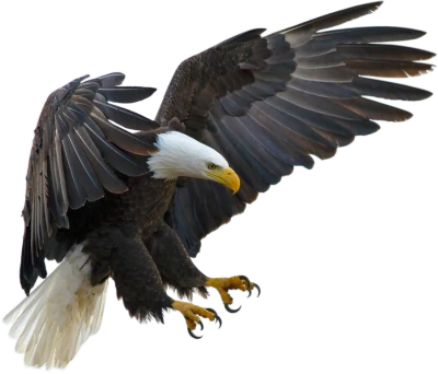 Eagle Transparent PNG