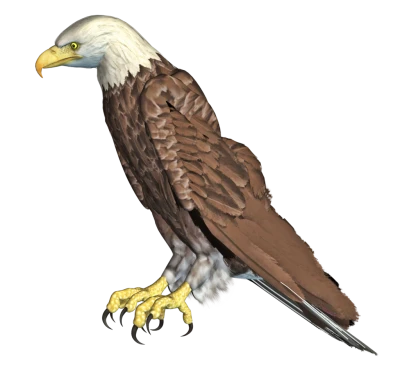 Eagle Transparent PNG