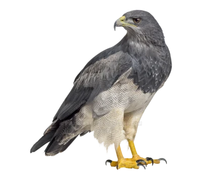 Eagle Transparent PNG