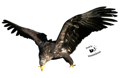 Eagle Transparent PNG