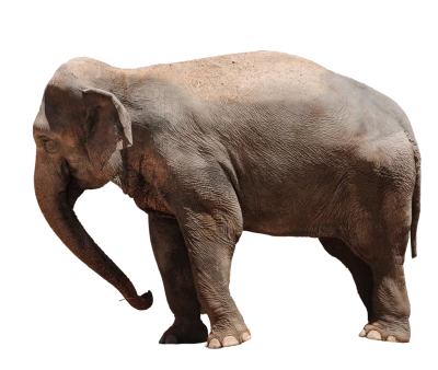 Elephant PNG Transparent