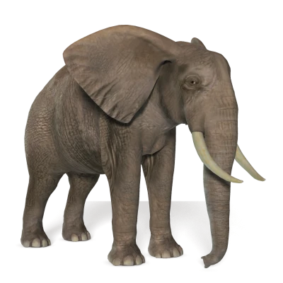 Elephant PNG Transparent