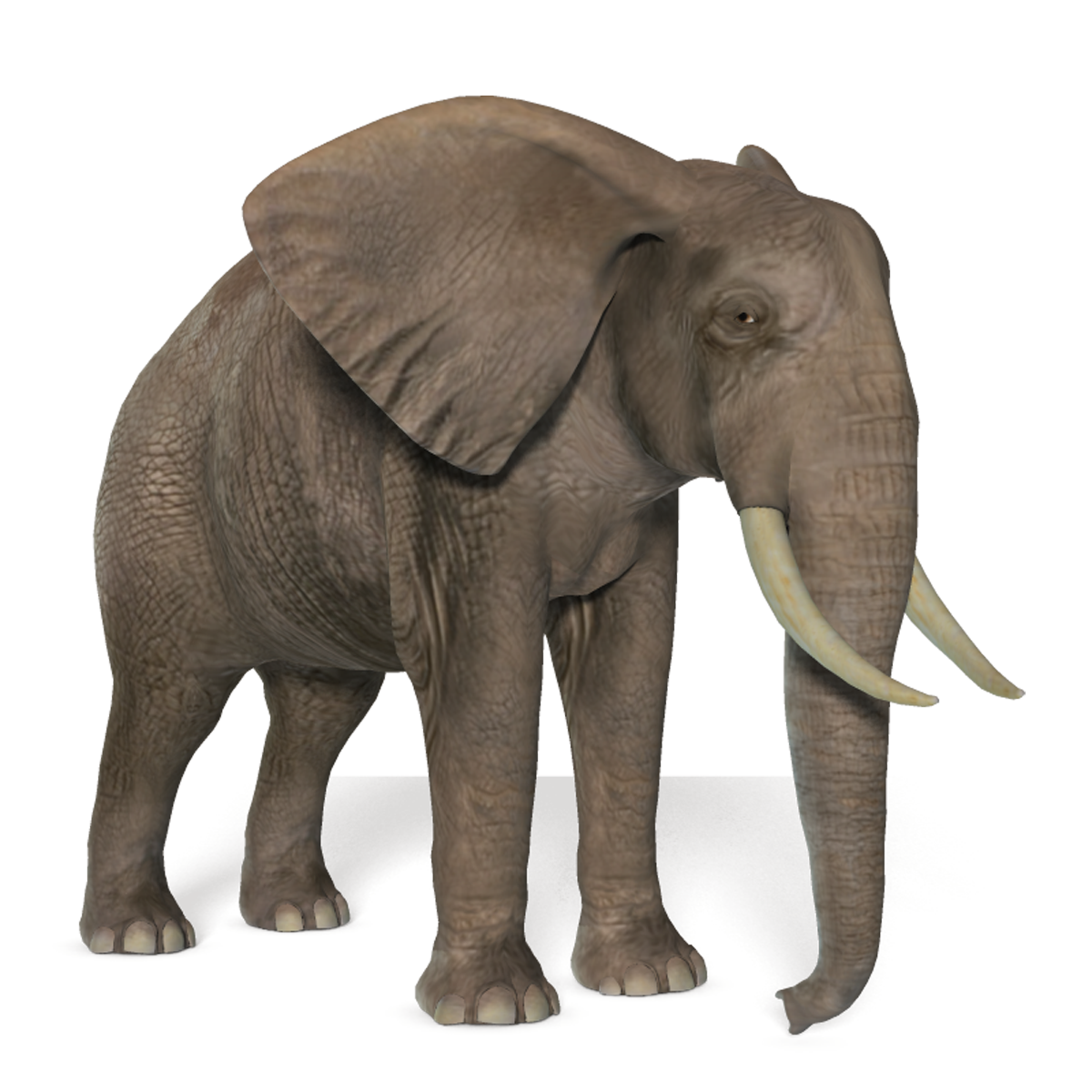 Elephant PNG Transparent