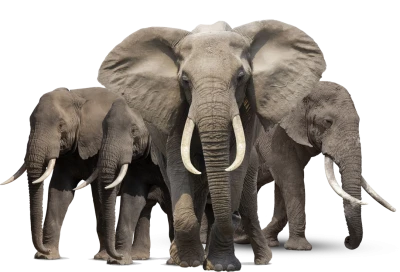 Elephant PNG Transparent
