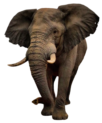 Elephant PNG Transparent