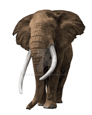 Elephant PNG Transparent