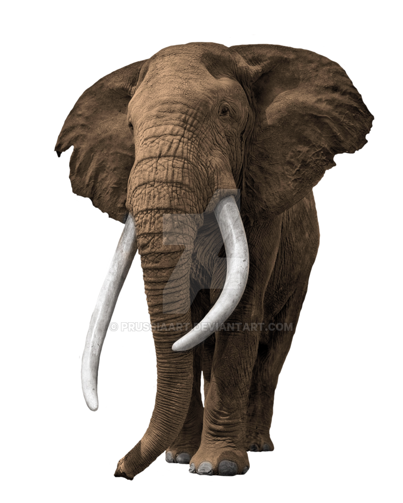Elephant PNG Transparent
