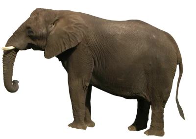 Elephant PNG Transparent