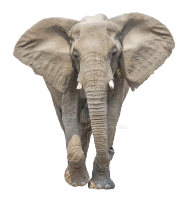 Elephant PNG Transparent