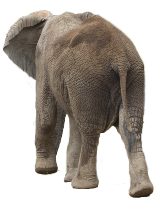 Elephant PNG Transparent