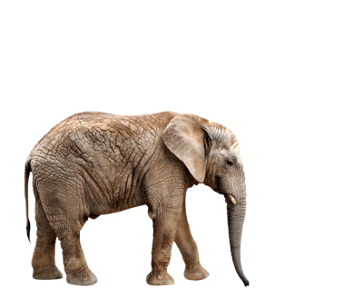 Elephant PNG Transparent