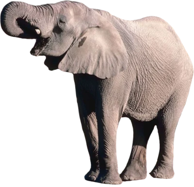 Elephant PNG Transparent