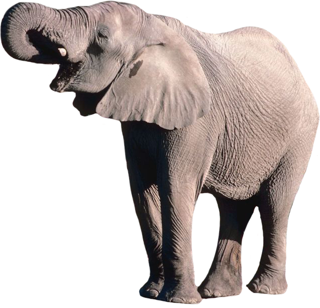 Elephant PNG Transparent