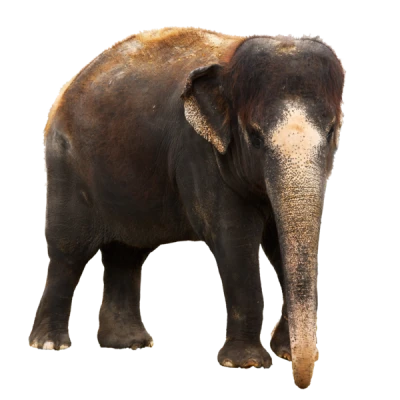 Elephant PNG Transparent