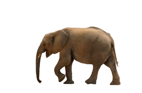 Wild Elephant PNG