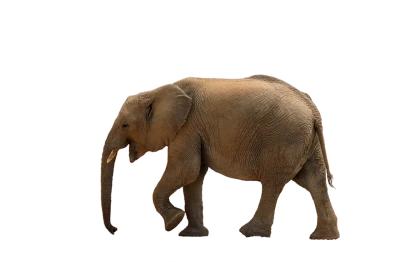 Wild Elephant PNG