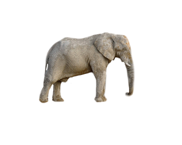Wild Elephant PNG