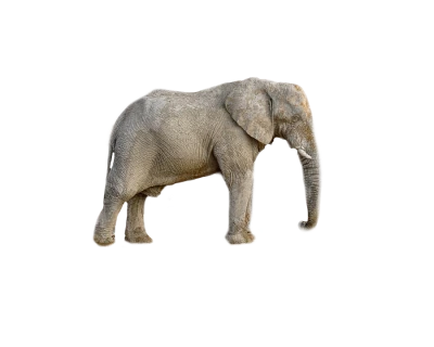 Wild Elephant PNG