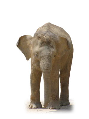 Wild Elephant PNG
