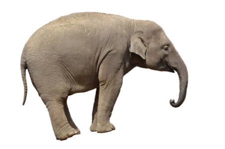Wild Elephant PNG