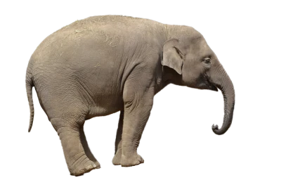 Wild Elephant PNG