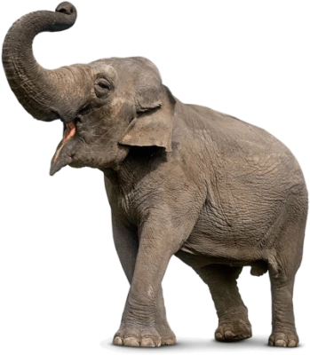 Wild Elephant PNG