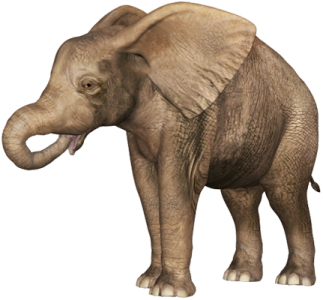 Wild Elephant PNG