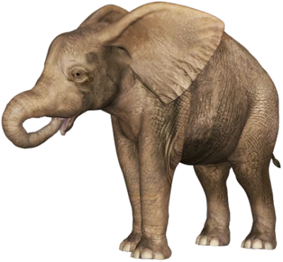 Wild Elephant PNG