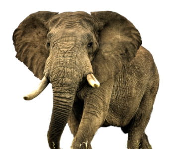 Wild Elephant PNG