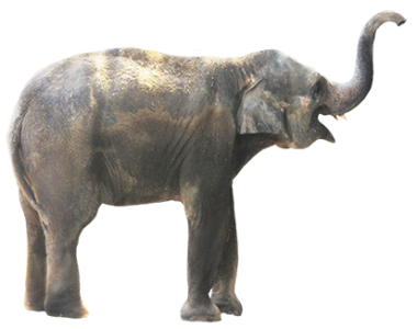 Wild Elephant PNG