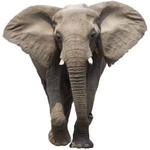 Wild Elephant PNG