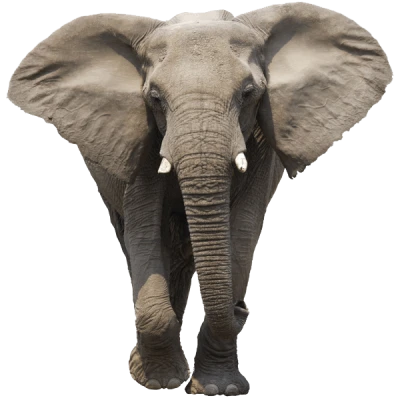 Wild Elephant PNG